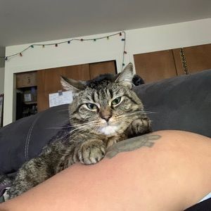 Meet your Posher, Shilo